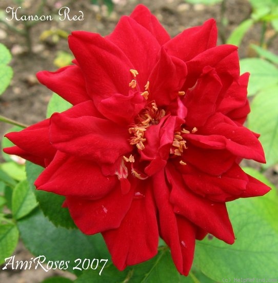 'Hanson Red' rose photo