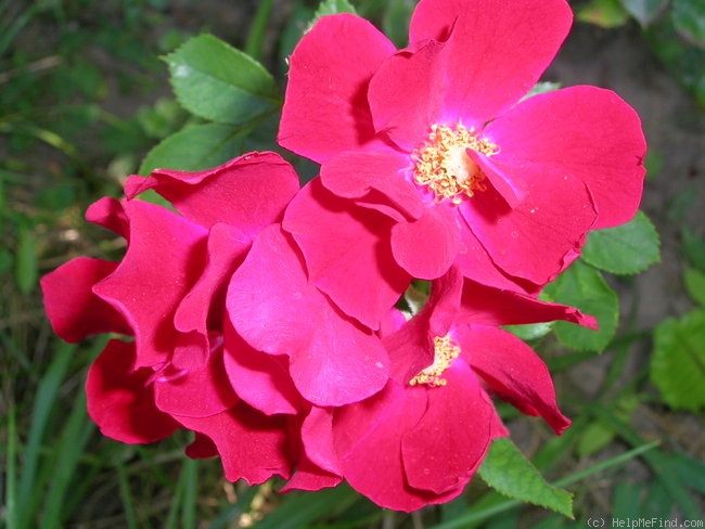 'Bassino ®' rose photo