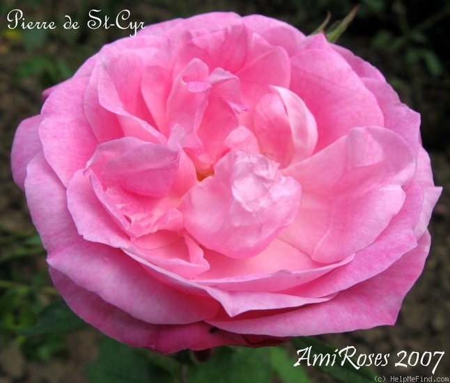 'Pierre de St.-Cyr' rose photo