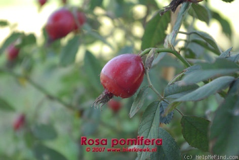 '<i>Rosa pomifera</i> Herrm. synonym' rose photo