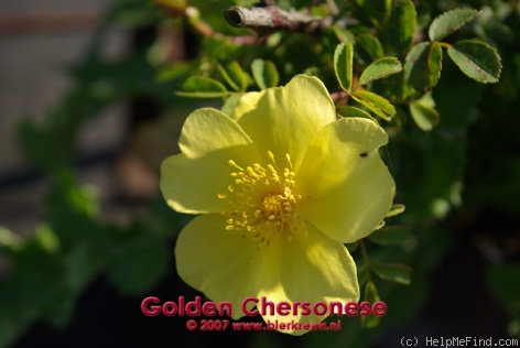 'Golden Chersonese' rose photo