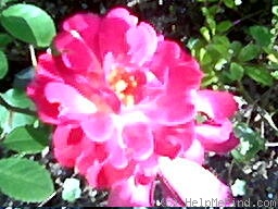 'STW-1' rose photo