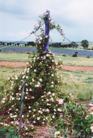 'Tausendschön' rose photo