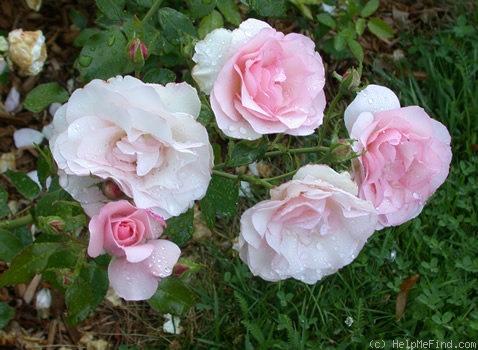 'Manureva' rose photo