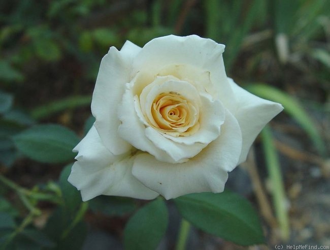 'Delicate Beauty' rose photo