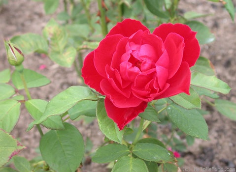 'Clément Pacaud' rose photo