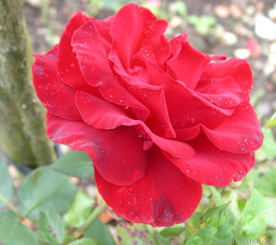 'Black Night ® (Hybrid Tea, Huber, 1975)' rose photo