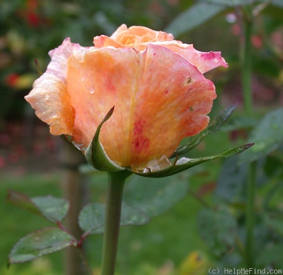 'Aloha (hybrid tea, McGredy, 1989)' rose photo