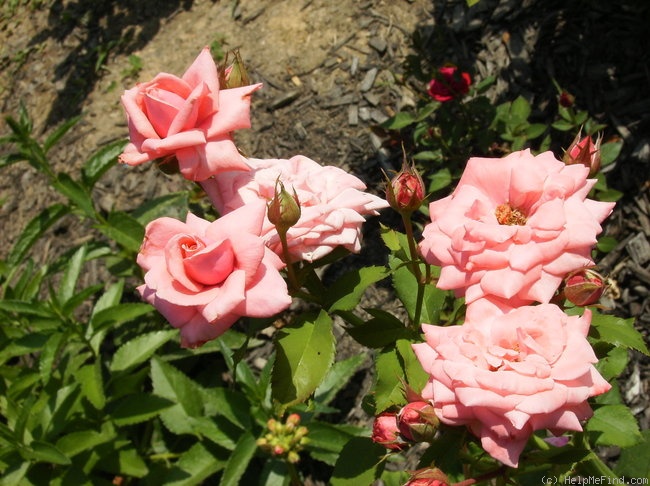 'Gene Boerner' rose photo