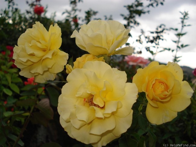 'Princess Alice (floribunda, Harkness before 1983)' rose photo