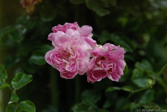 'Alexandre Girault' rose photo