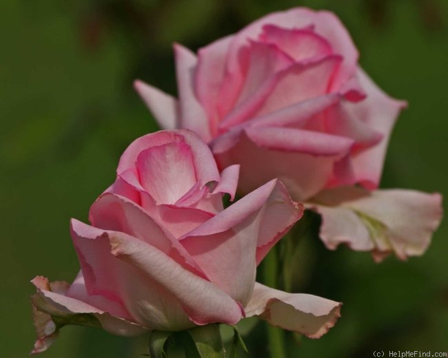 'Blushing Beauty (hybrid tea, Dykstra, 2001)' rose photo