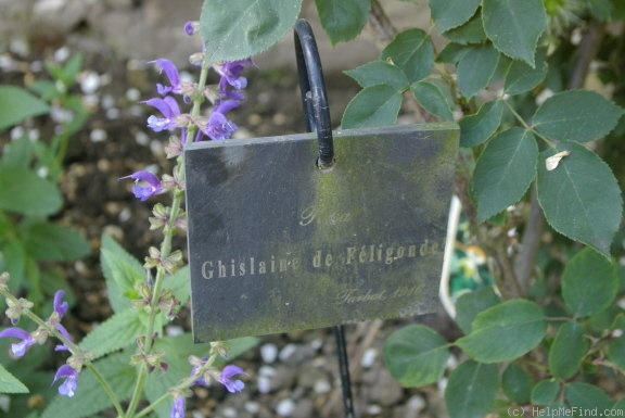 'Ghislaine de Féligonde' rose photo