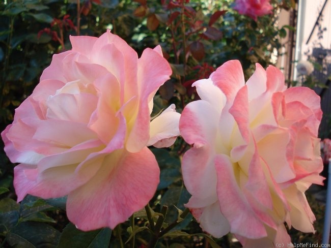 'Arc de Triomphe (floribunda, Warriner, 1986)' rose photo