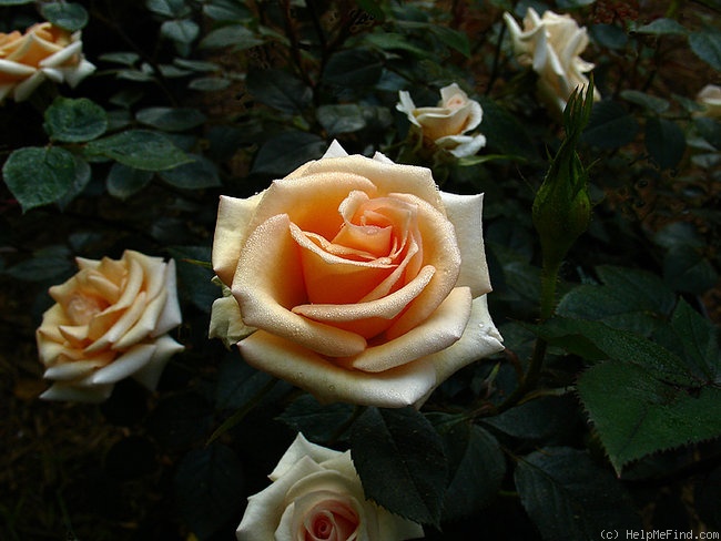 'Sam Trivitt' rose photo
