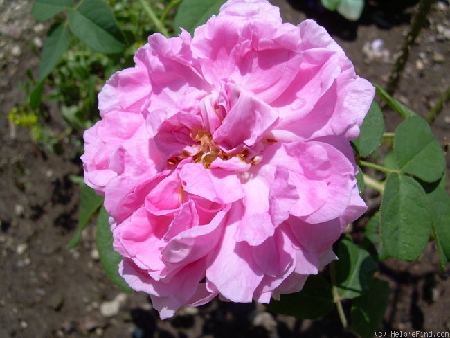 'Comte de Chambord - in commerce (possibly 'Mme Boll')' rose photo