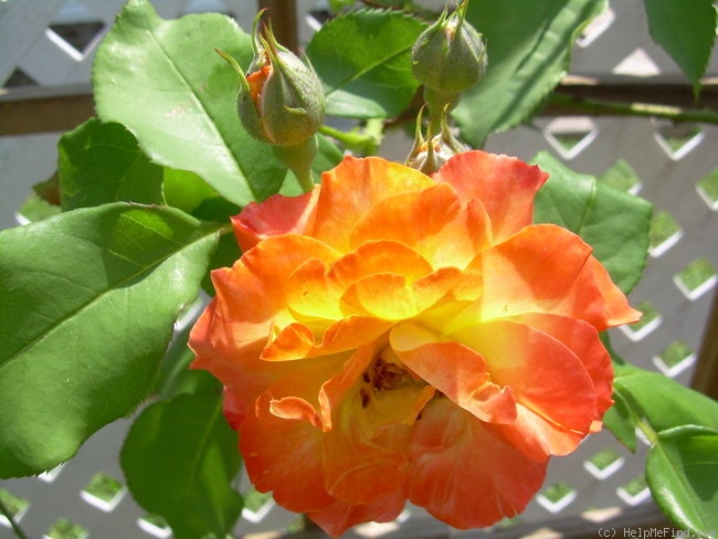 'Piñata' rose photo