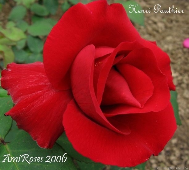 'Henri Pauthier' rose photo