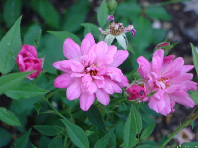 '<i>Rosa rouletii</i> Correvon' rose photo