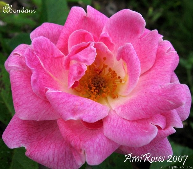 'Abondant' rose photo