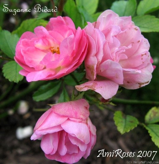 'Suzanne Bidard' rose photo
