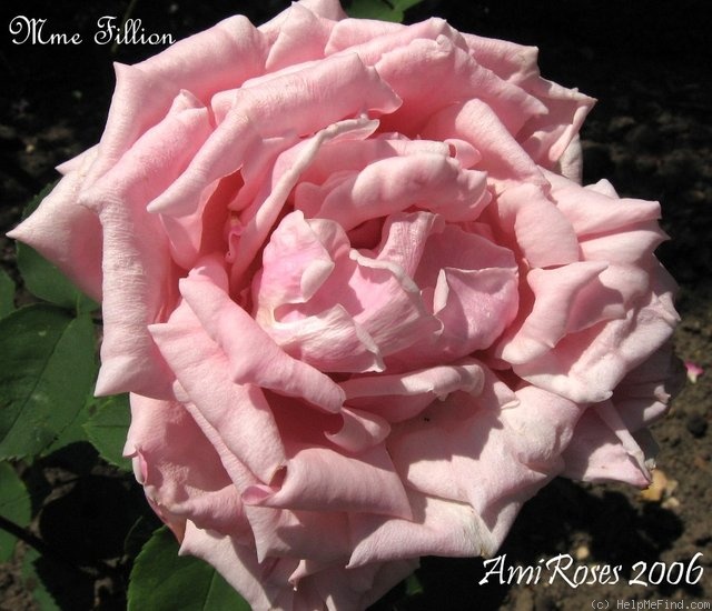 'Madame Fillion' rose photo