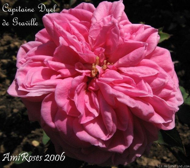 'Capitaine Dyel de Graville' rose photo