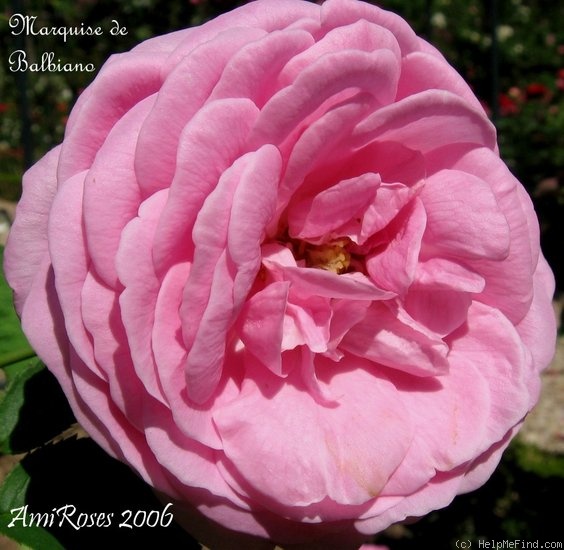 'Marquise de Balbiano' rose photo
