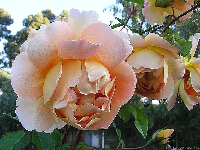 'Pat Austin ™' rose photo