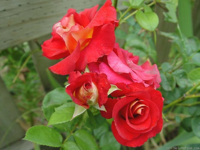 'Gypsy Leonidas' rose photo