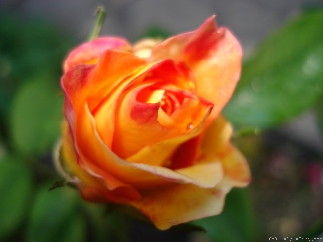 'Christian Lacroix ®' rose photo