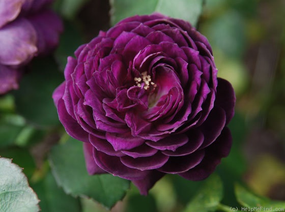 'Purple Numpty' rose photo