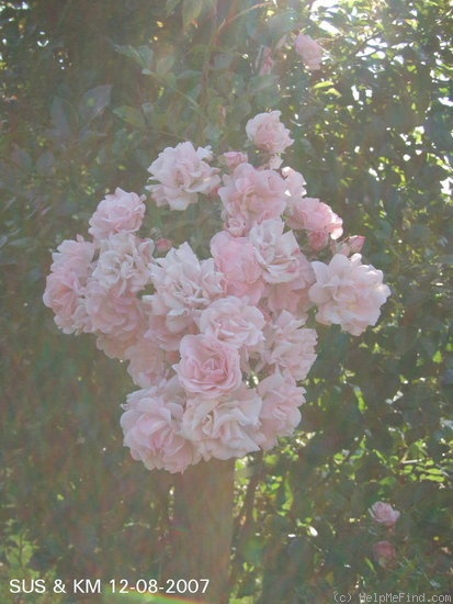 'Rosenholm ™' rose photo