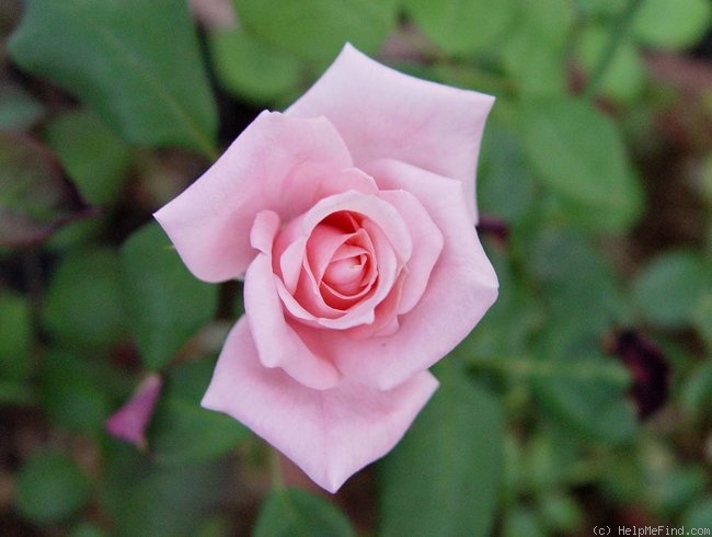 'Carol Amling' rose photo