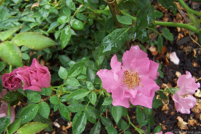 'Angel Darling' rose photo