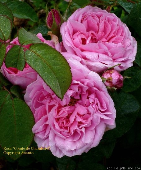 'Comte de Chambord - in commerce (possibly 'Mme Boll')' rose photo