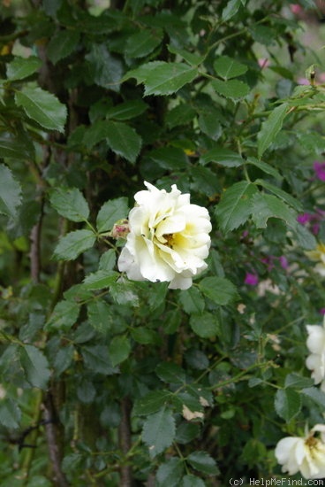 'Leverkusen' rose photo