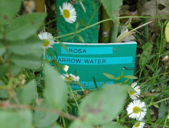 'Narrow Water (Noisette, 1883)' rose photo