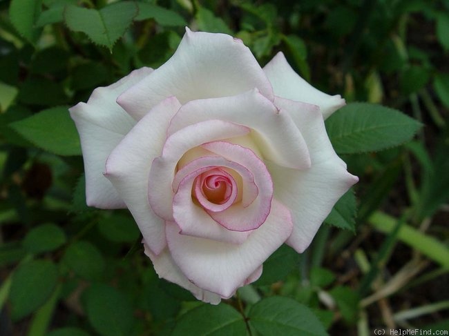 'Moonstone ™ (Hybrid Tea, Carruth, 1998)' rose photo