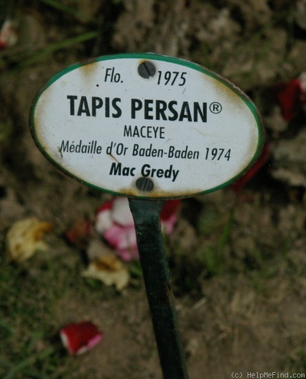'Tapis Persan' rose photo
