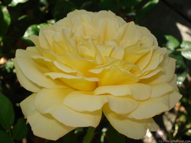 'Breathtaking (hybrid tea, Harkness, 2003)' rose photo
