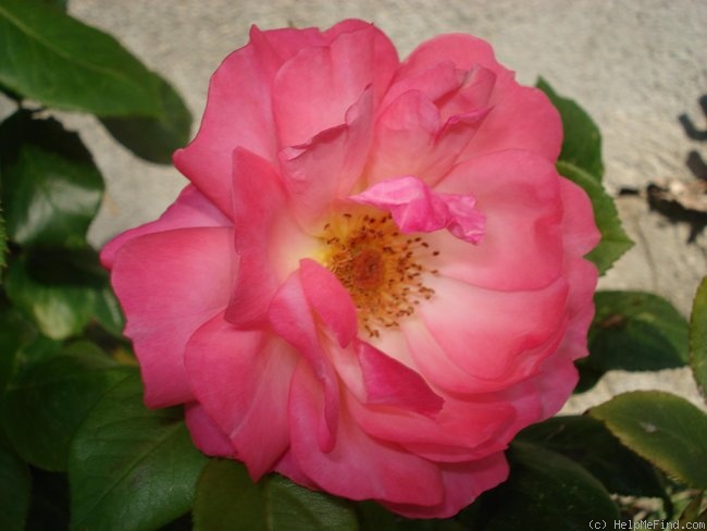 'Eyecatcher' rose photo