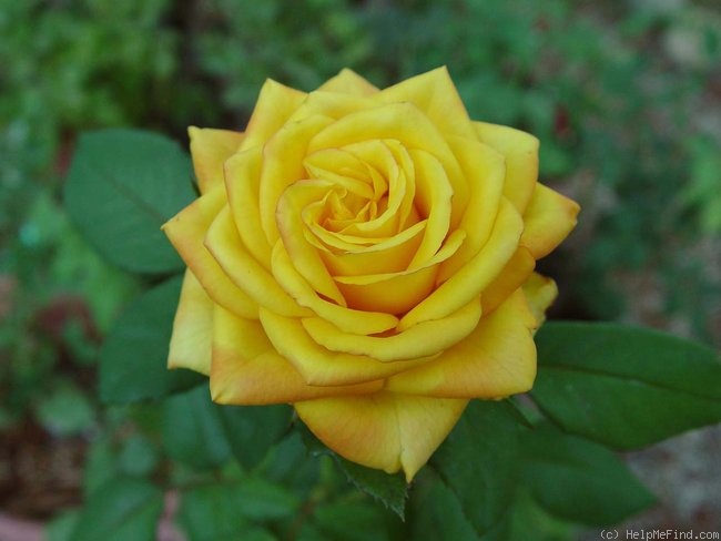 'Magma ® (florist's rose, Kordes, 2005)' rose photo
