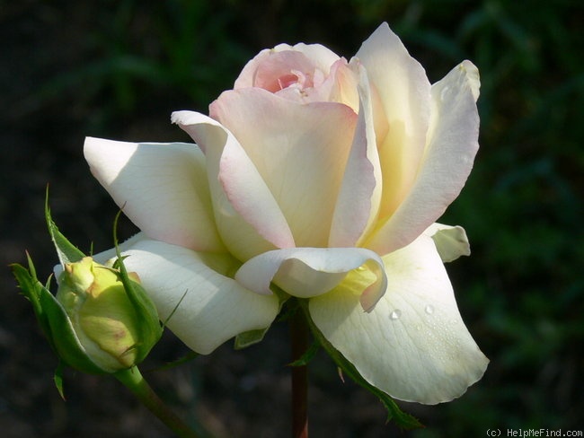 'Alphonse Daudet ®' rose photo