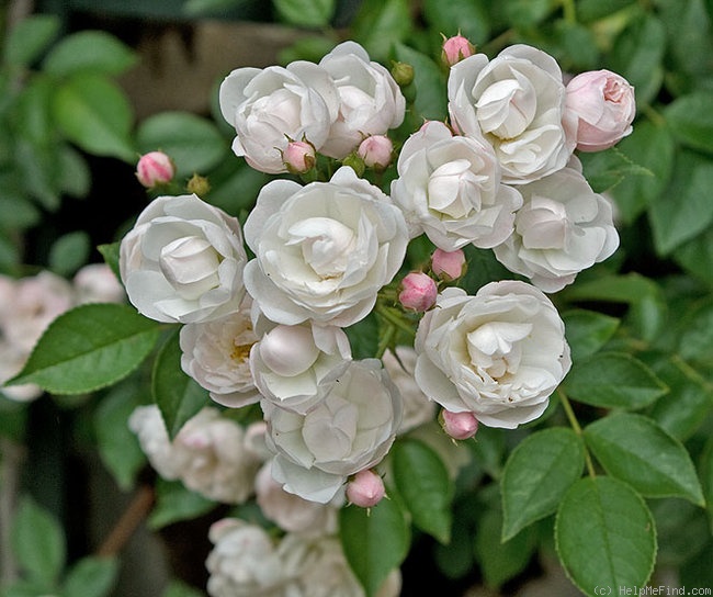 'Ethel' rose photo