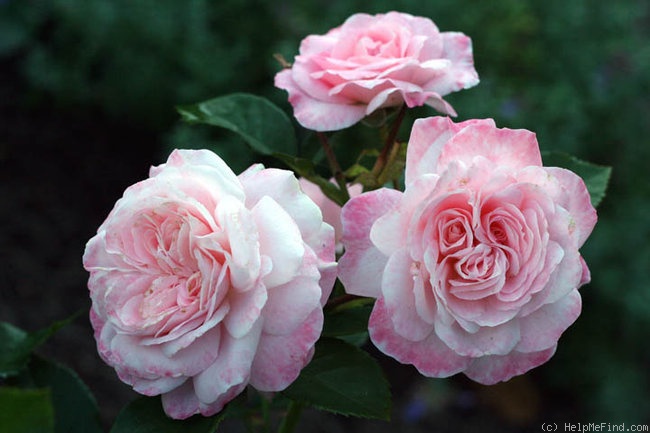 'Mike's Old-Fashioned Pink' rose photo