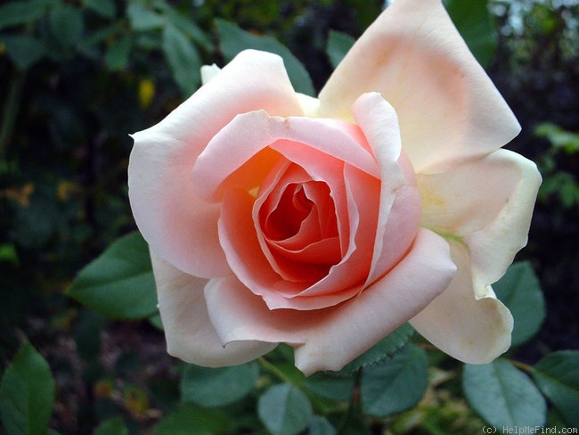 'Dakota's Song' rose photo