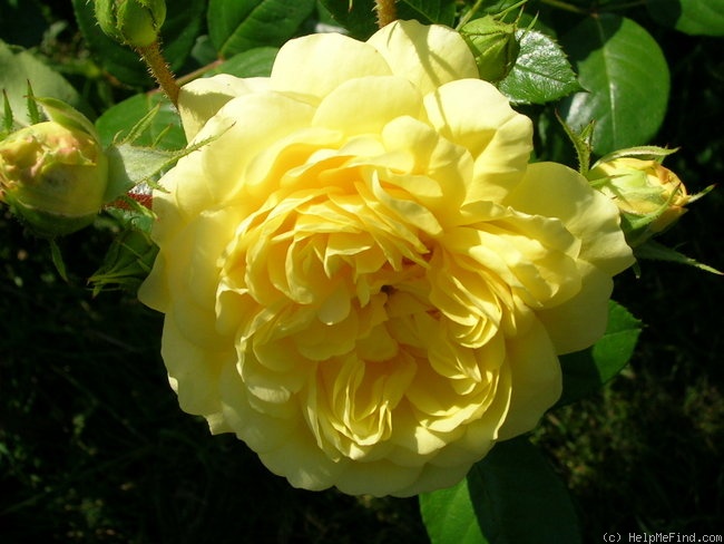 'Anny Duperey ®' rose photo