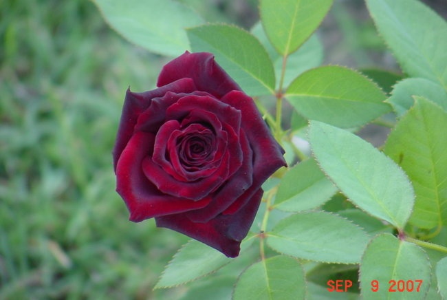 'Hannah's Little Rose Garden'  photo