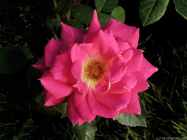 'Michael Mander' rose photo